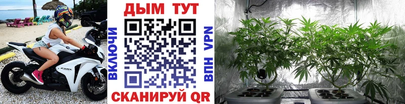Марихуана Amnesia  Шатура 